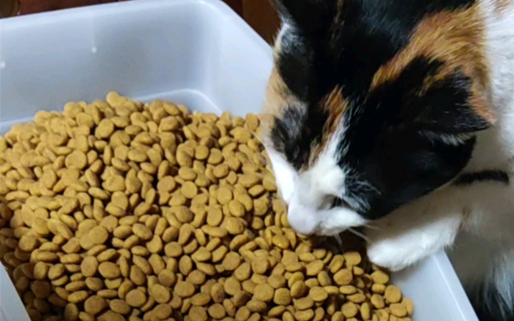 沉浸式倒猫粮_哔哩哔哩_bilibili