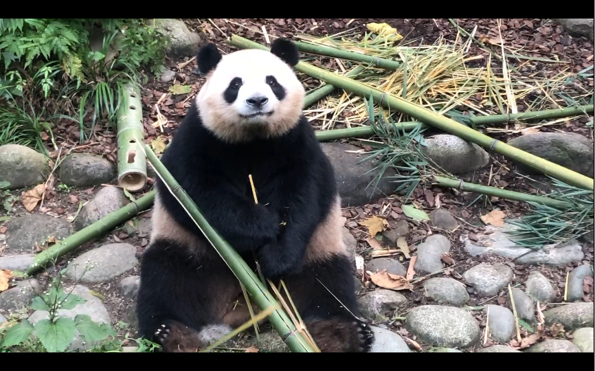 [图]【梅兰肉肉】下午5点过，阿肉端坐在前台吃竹子嘎嘣脆，此时奶爸路过，阿肉一下午就懂了，该下班了。说走就走，丢下一群麻麻毫不留恋，嘤嘤嘤