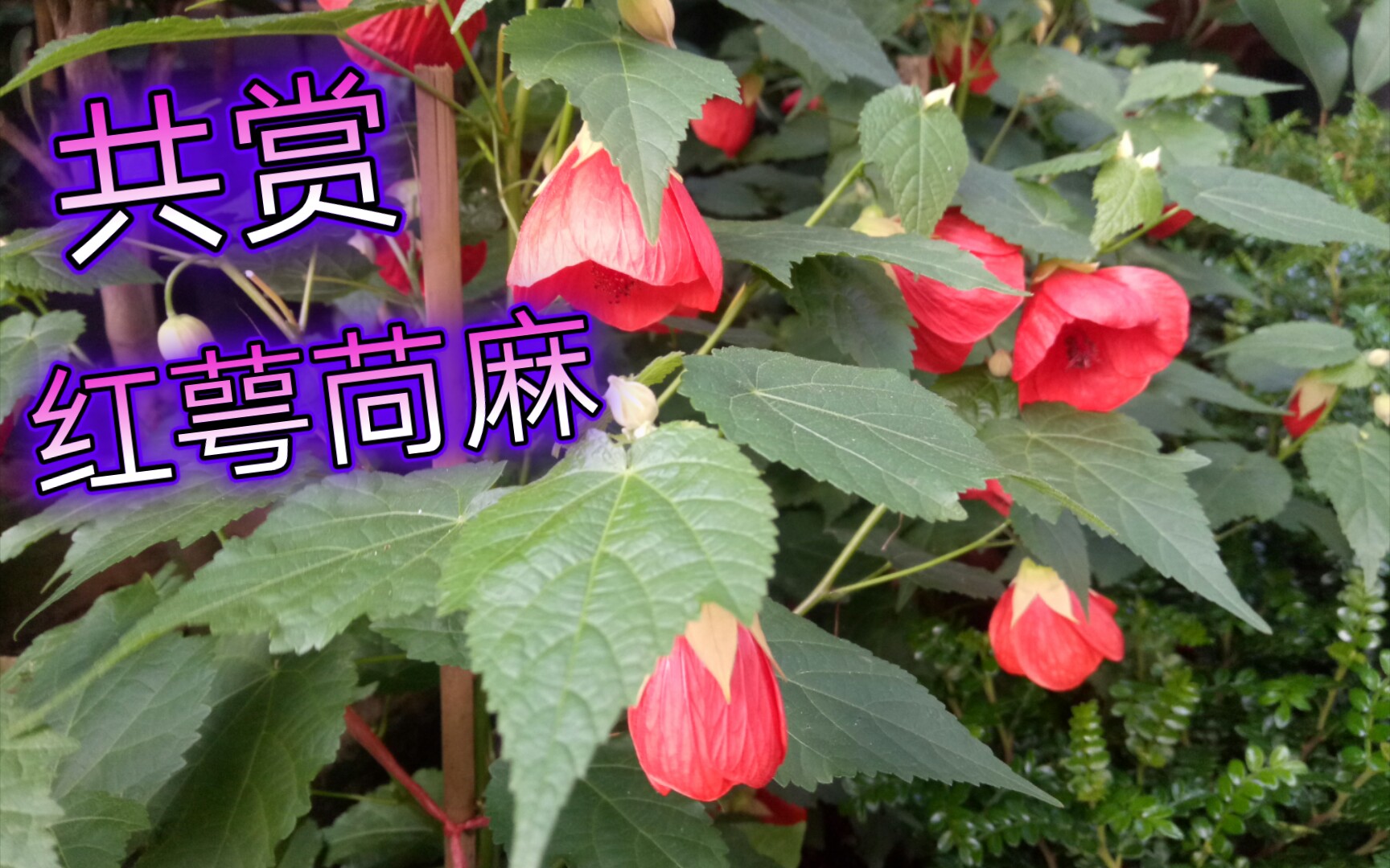 一天賞一花,今天共賞紅萼苘麻_嗶哩嗶哩_bilibili