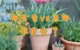 Descargar video: ［花园鳗球根］郁金香VS原生郁金香，谁更香？