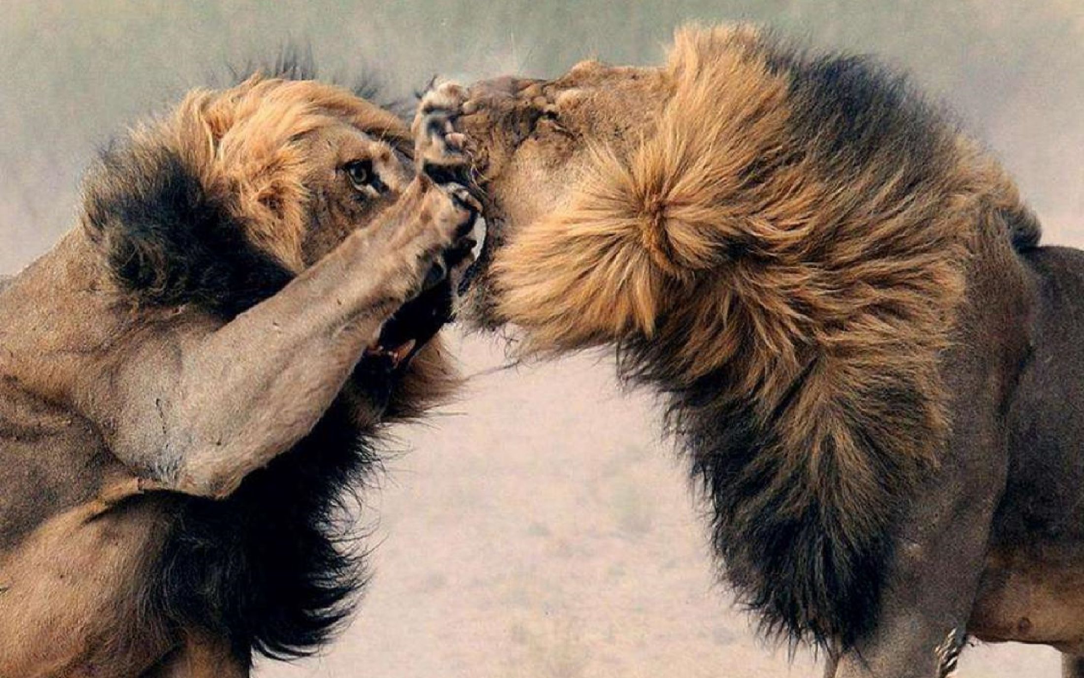 狮王争霸,不死不休