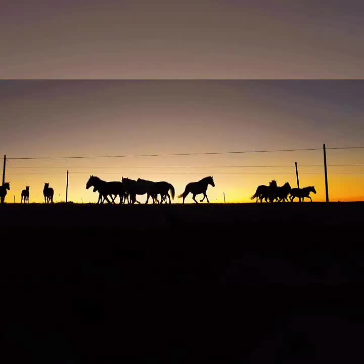 [图]回乡路上偶遇夕阳下牧归的马群！美得太惊人！