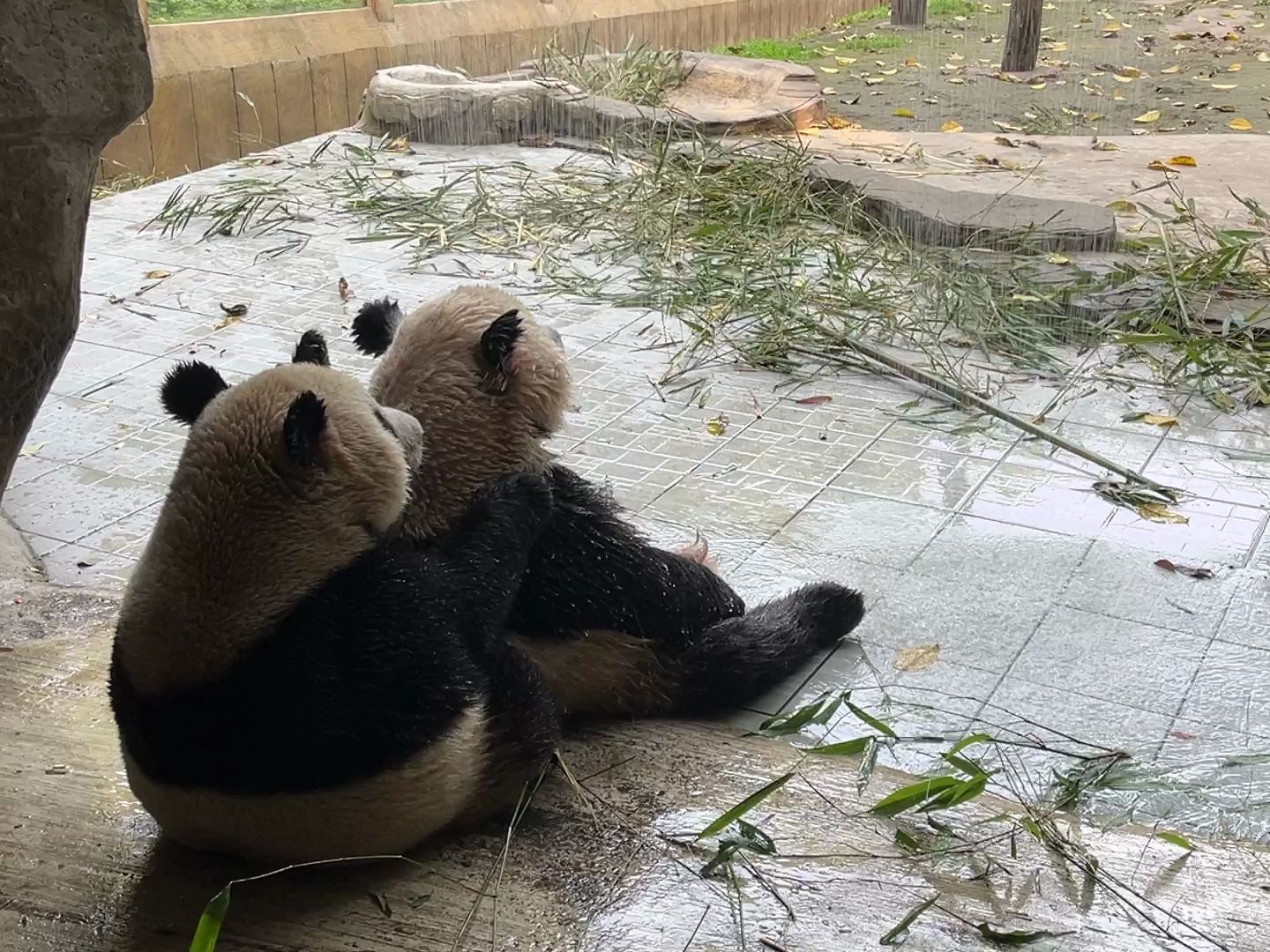 【熊猫团子】双重喜庆湿身诱惑~p4