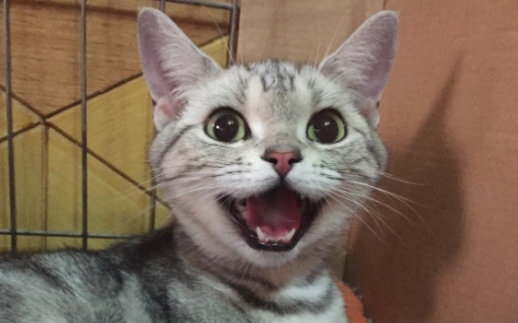 猫妈生孩子的全部相关视频_bilibili