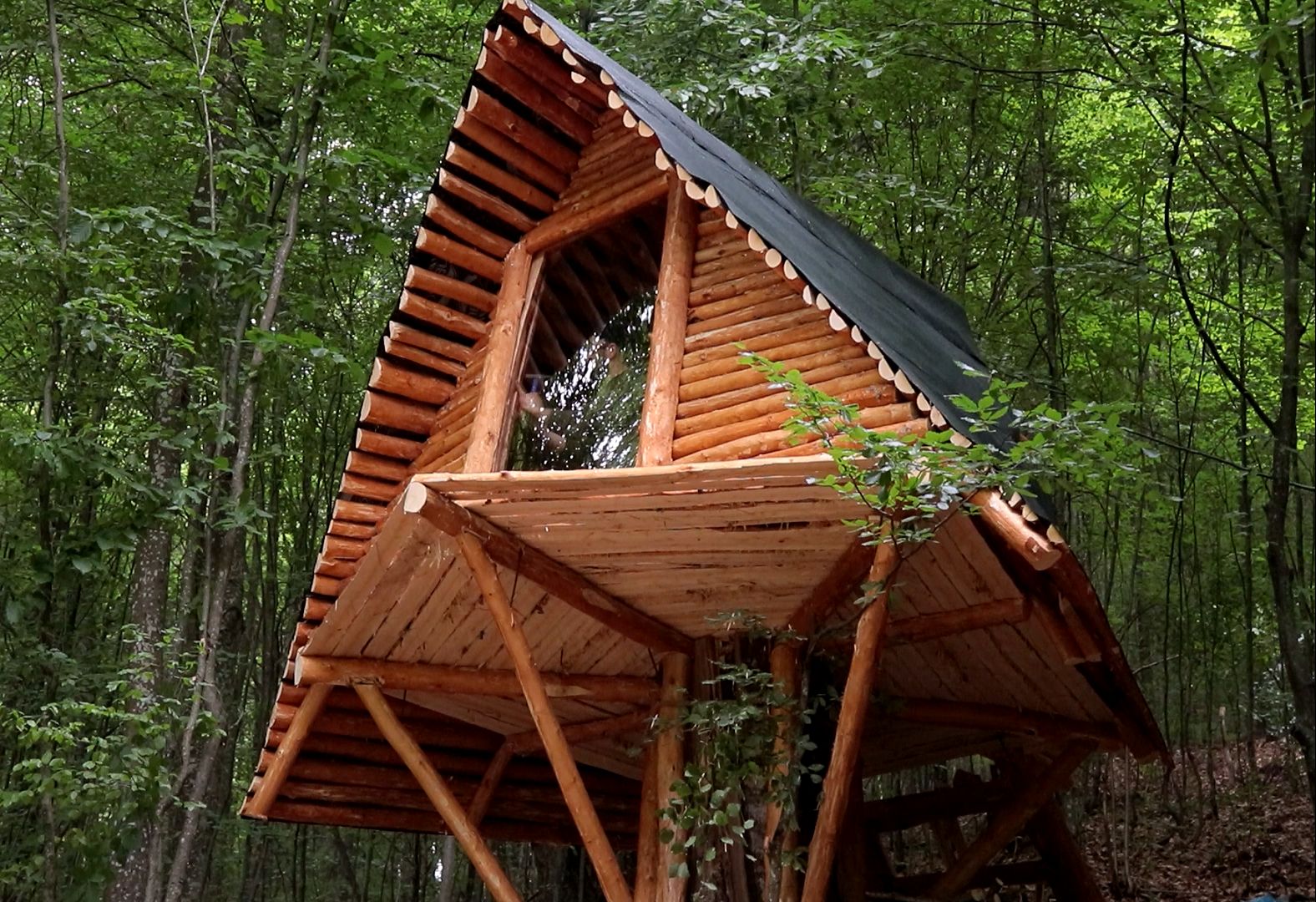 和我的狗潜伏在森林里,在一棵腐朽大树桩是盖木屋,这也太哇塞了