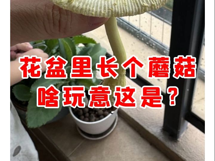 【微拍堂】花盆里长个蘑菇 啥玩意这是?哔哩哔哩bilibili