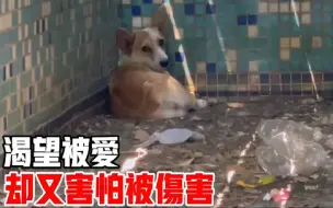 Video herunterladen: 救助一只被遗弃的流浪柯基，可怜的模样真让人心疼，走吧，跟我回家！