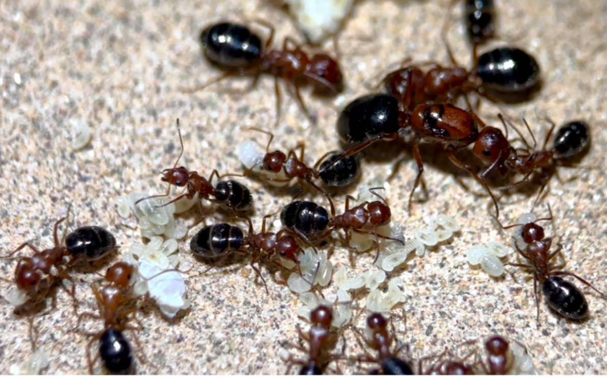 【缺刺弓背蚁】入完巢看看小工破茧吧