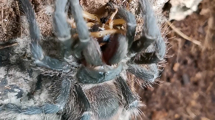 巴伊亚暗灰 捕鸟蛛进食.深夜食堂_哔哩哔哩_bilibili