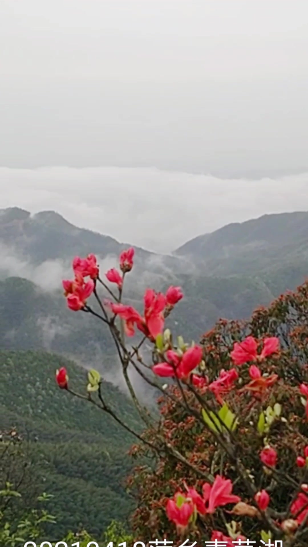 萍乡青草湖的风景图片