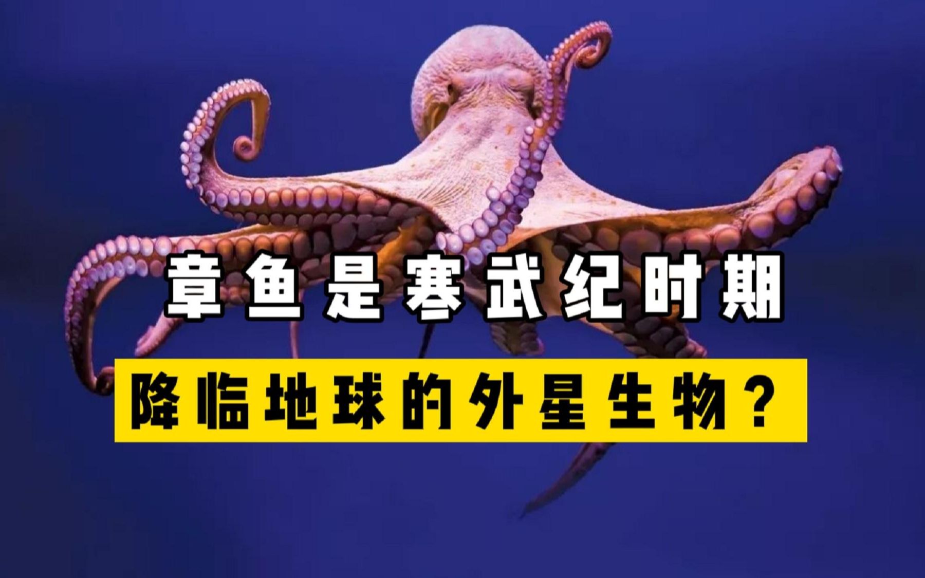 为何有不少科学家认为:章鱼是寒武纪时期降临地球的外星生物?