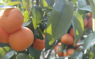 农业橘 搜索结果 哔哩哔哩 Bilibili