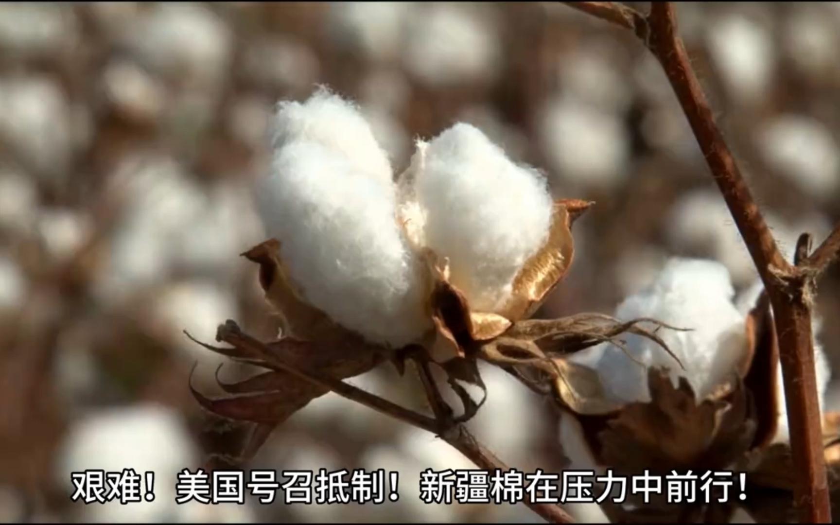 美国号召抵制!新疆棉在压力中前行!