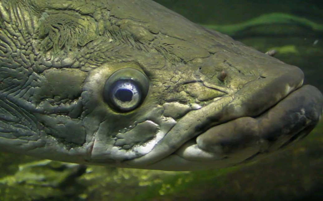 【youtube】巨大古代鱼巨骨舌鱼喂食_哔哩哔哩_bilibili