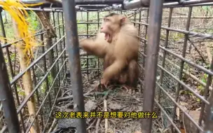 Download Video: 猴王被抓住了就会被这样对待