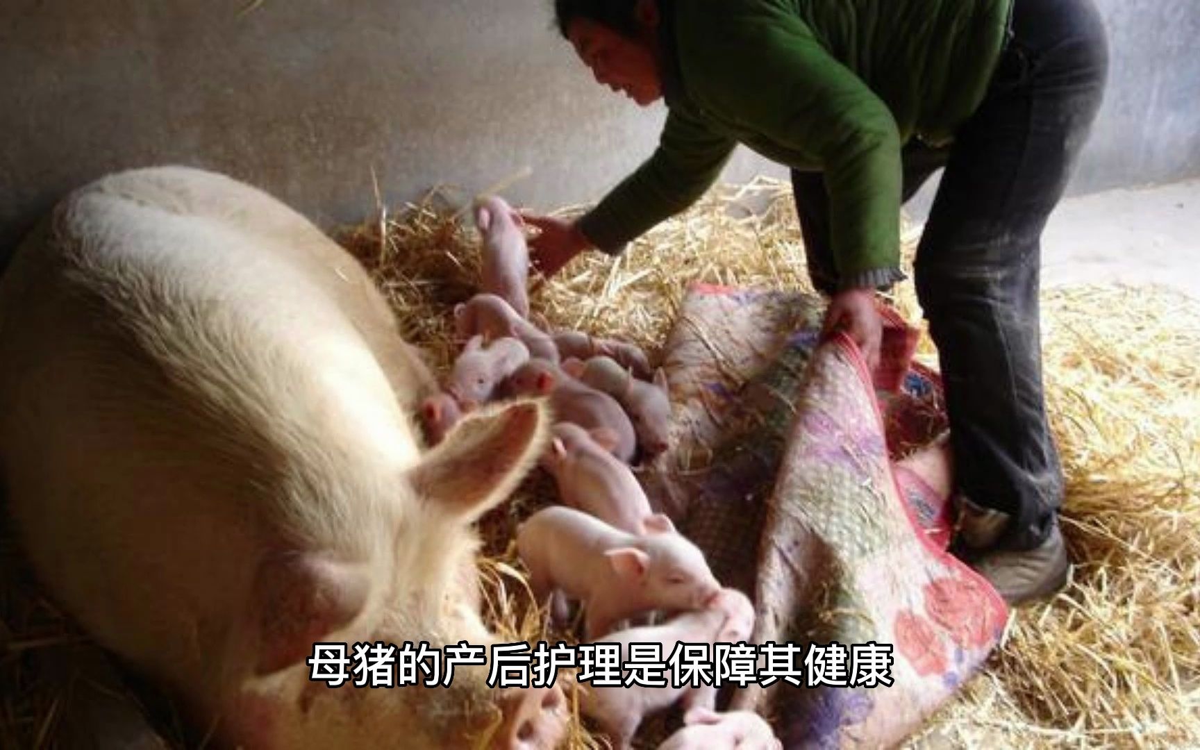 母猪的产后护理表情图图片