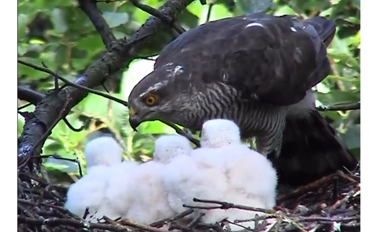 苍鹰育雏,灰色的苍鹰妈妈和白色的雏鹰