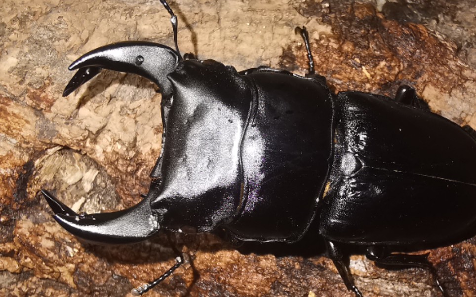 [中大的试炼] 中国大锹vs橘背叉角