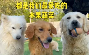 Tải video: 为了节省开支，给狗狗们种下了爱的种子，让它们都能吃上绿色蔬菜