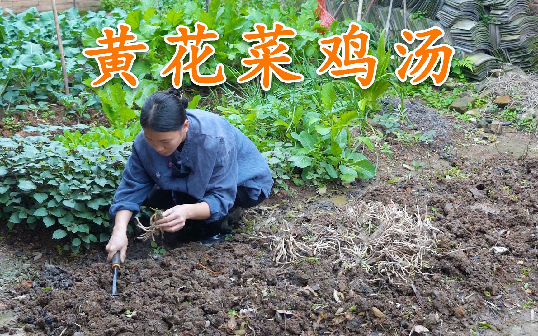 到菜园里种些黄花菜,期待它们快些长大,晚上炖一锅黄花菜鸡汤哔哩哔哩bilibili