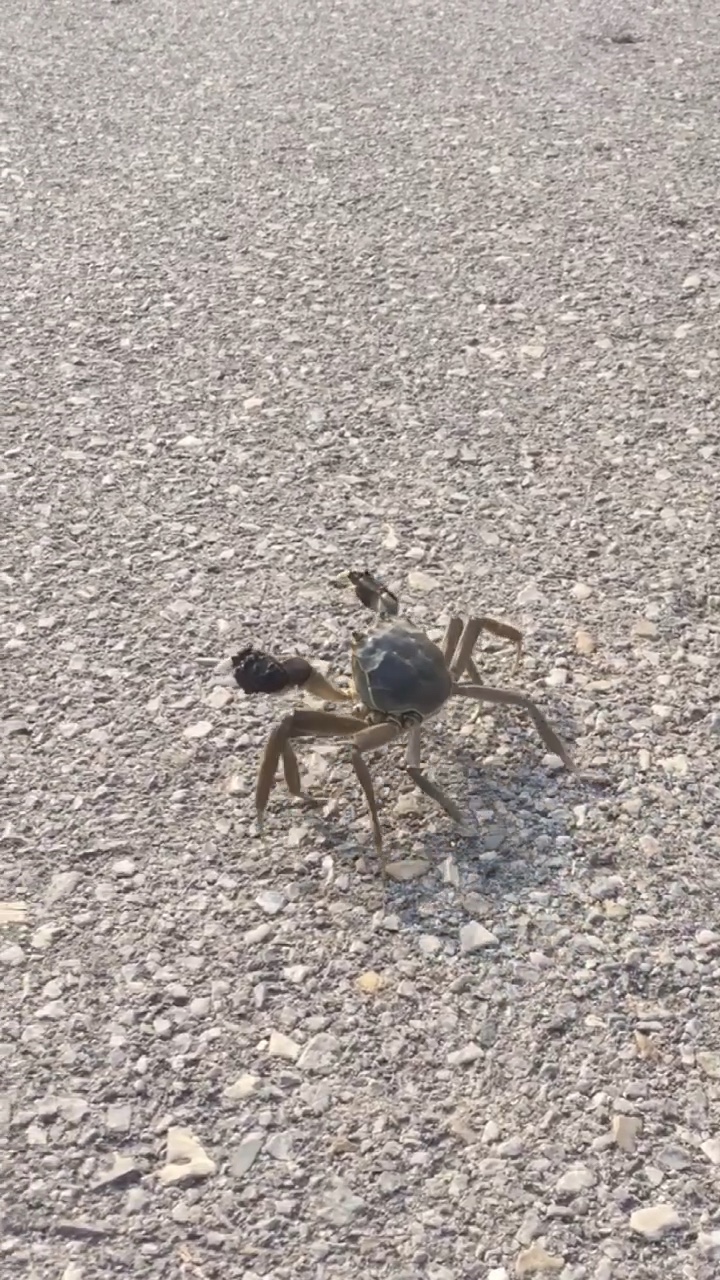 华北理工大学的螃蟹太多了自己爬马路上