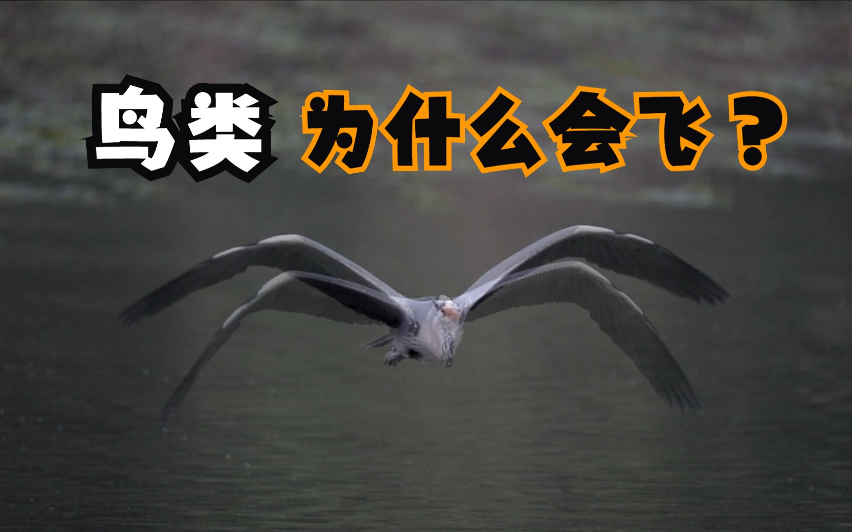 【鸟儿为什么会飞】放飞梦想(一)