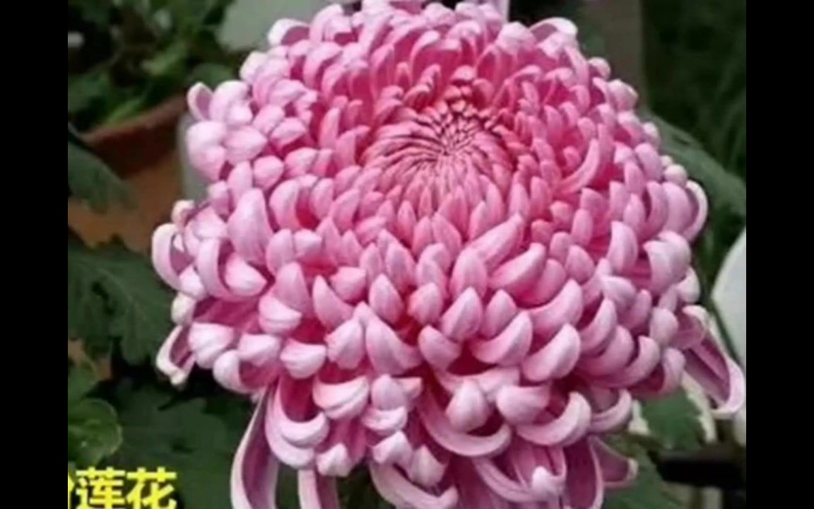 [图]太极拳音乐加长版【野菊】各种名贵菊花争芳斗艳 委婉动听音乐连绵不断