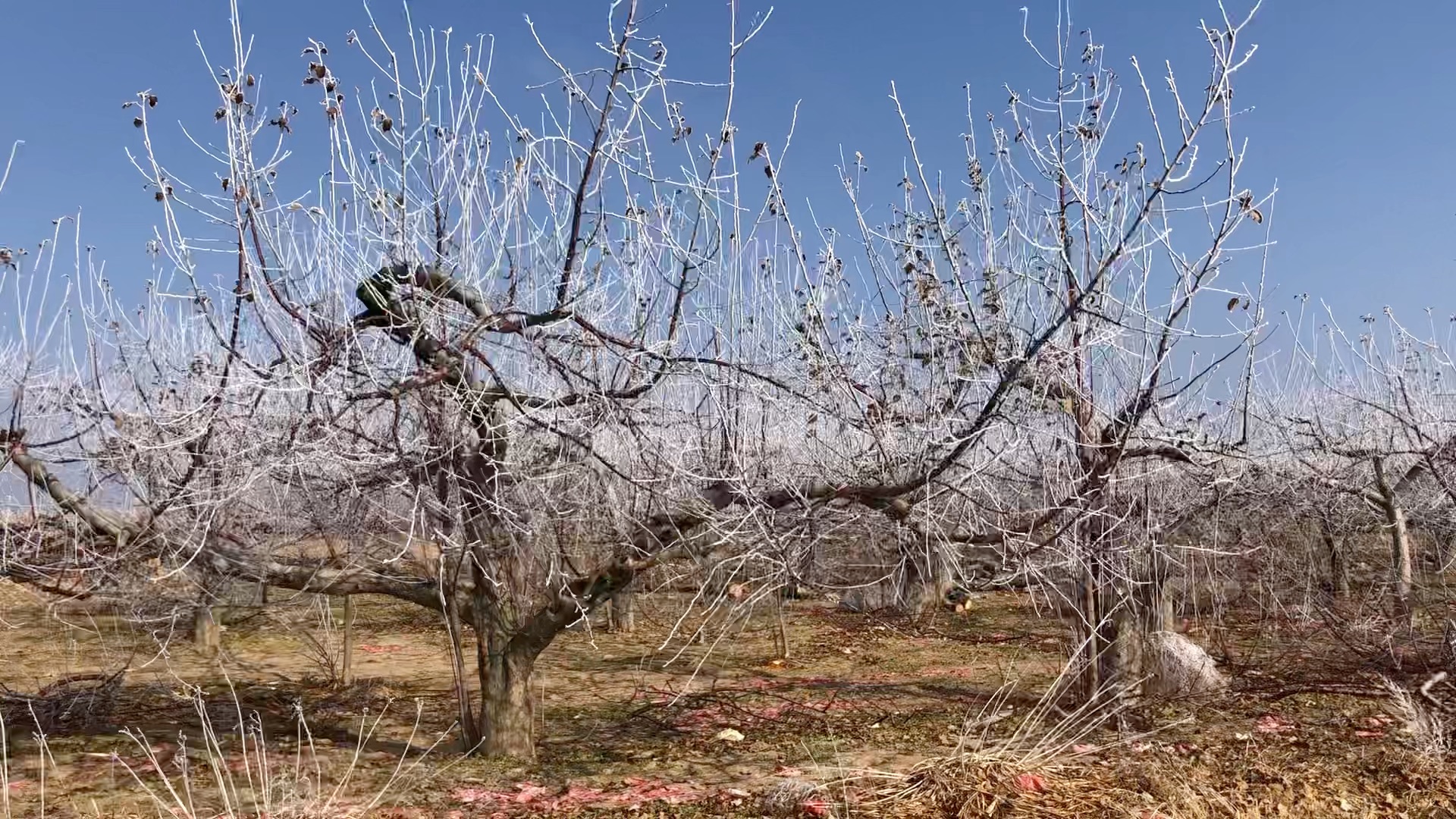 冬天果园的雾凇—唯美浪漫