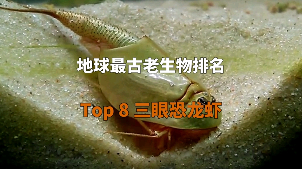 地球Z古老生物排名,Top8 三眼恐龙虾哔哩哔哩bilibili