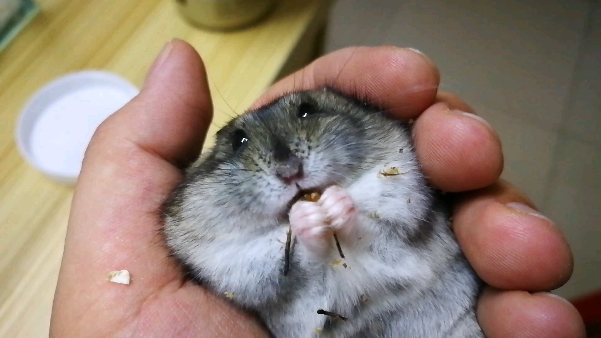 仓鼠躺在主人手里非常安逸的吃着面包虫,样子太可爱了