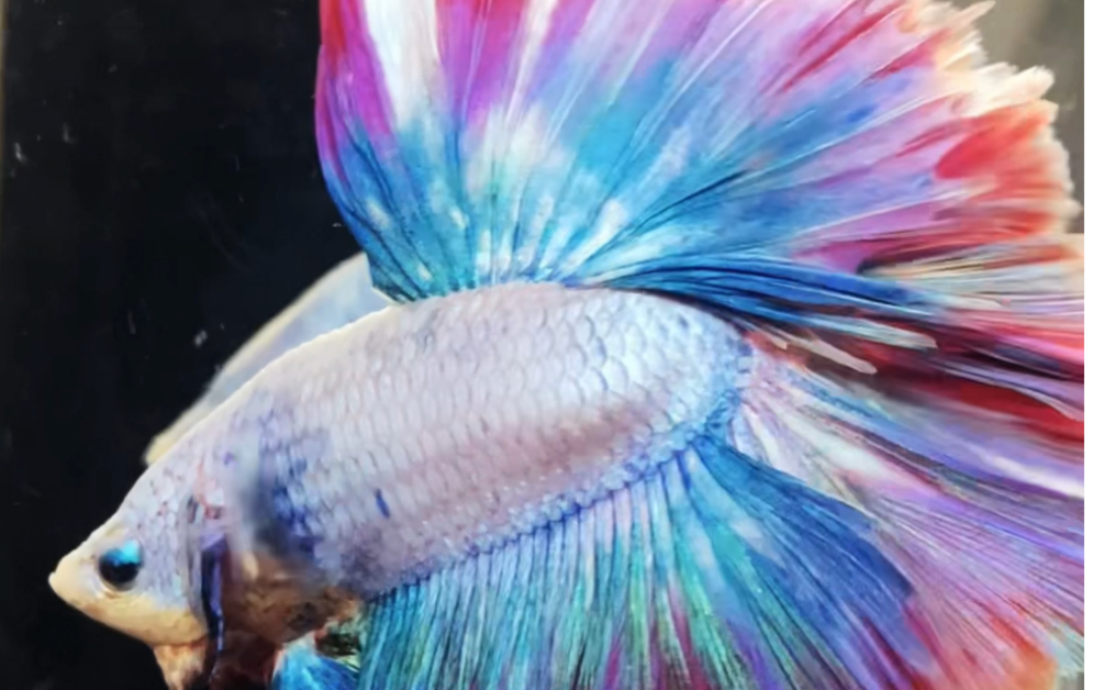 泰国斗鱼彩色变换