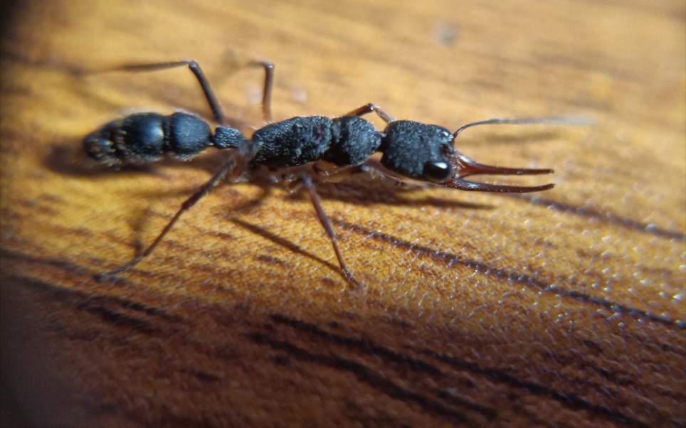 猎镰猛蚁vs扁头猛蚁图片