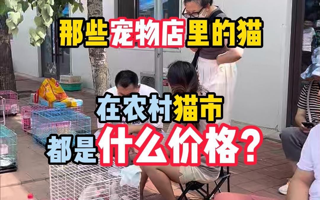 宠物店的猫在猫市都什么价格哔哩哔哩bilibili