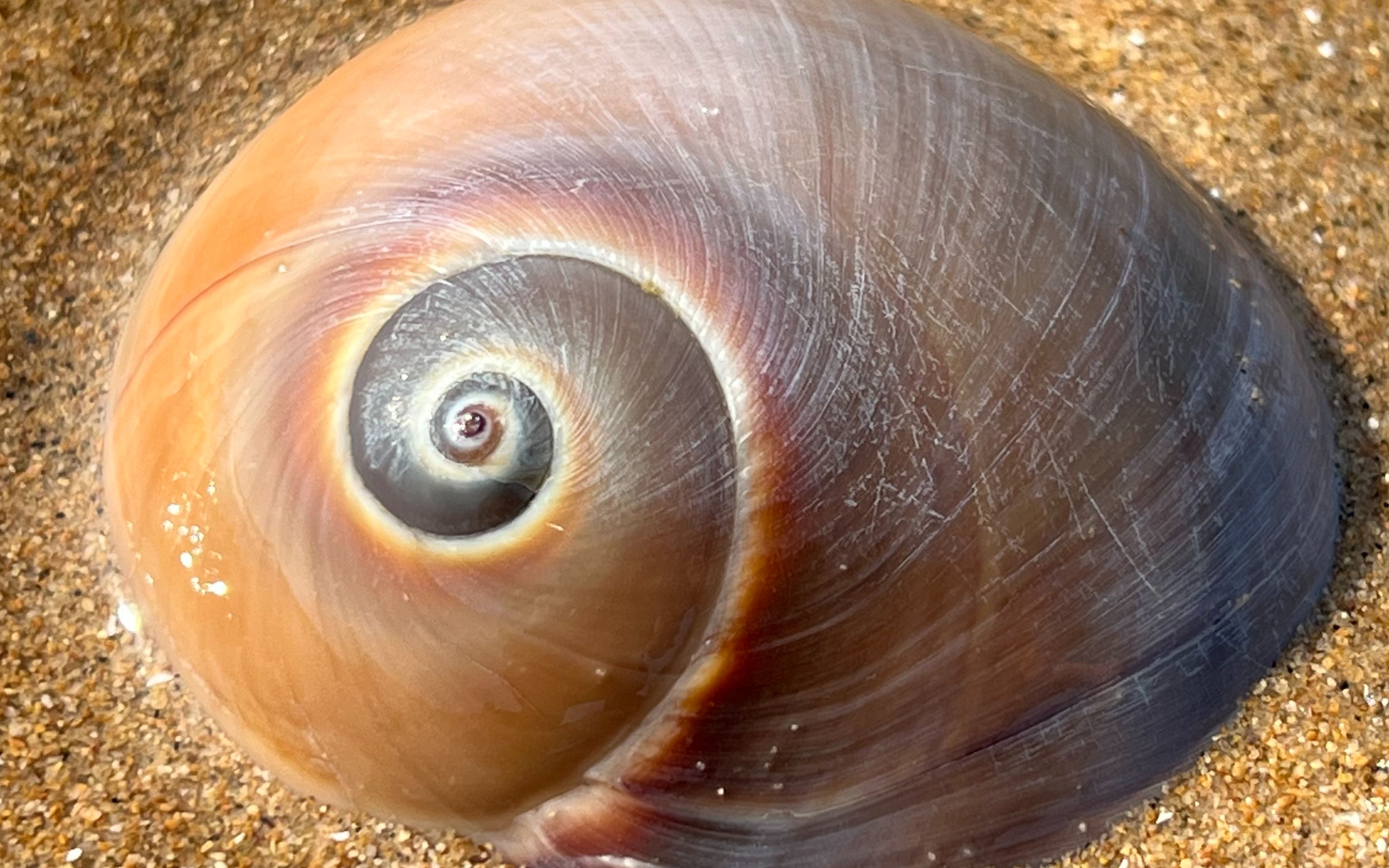 大庆赶海,退潮后发现正在往沙中藏的猫眼螺,捏着好像一块海绵