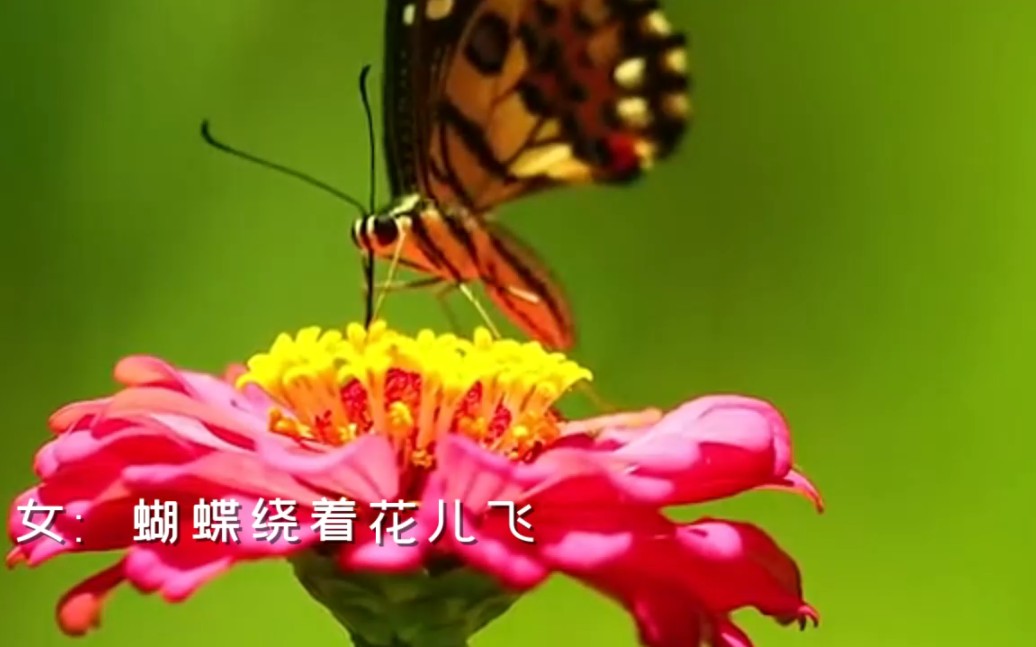 [图]《蝴蝶绕着花儿飞》