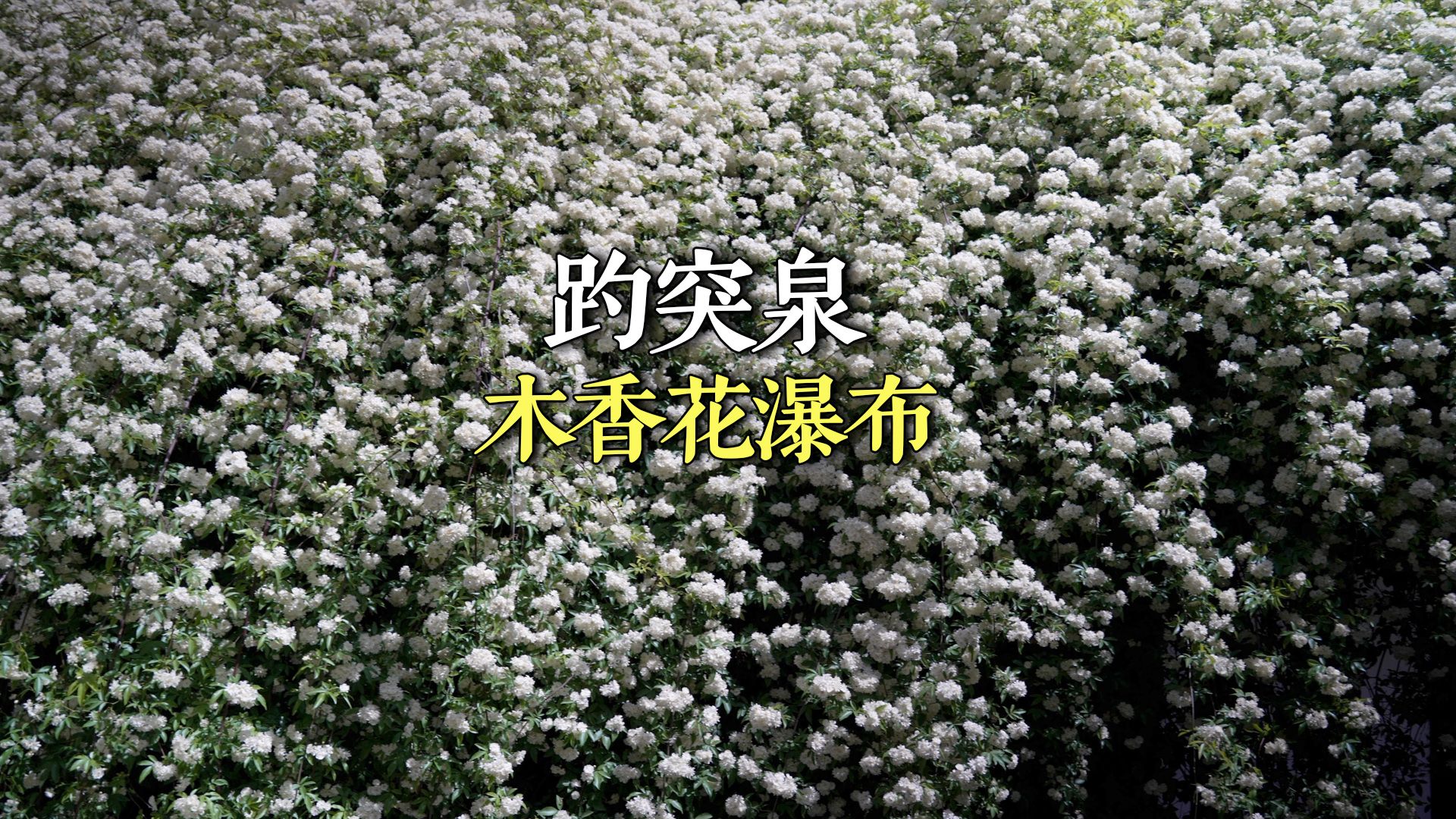 济南趵突泉木香花开铺天盖地如飞雪瀑布,引无数游人驻足哔哩哔哩bilibili