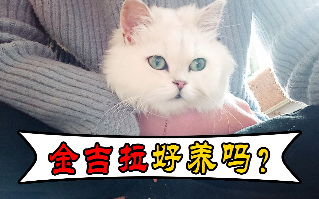 金吉拉好养吗?金吉拉猫的饲养方法哔哩哔哩bilibili