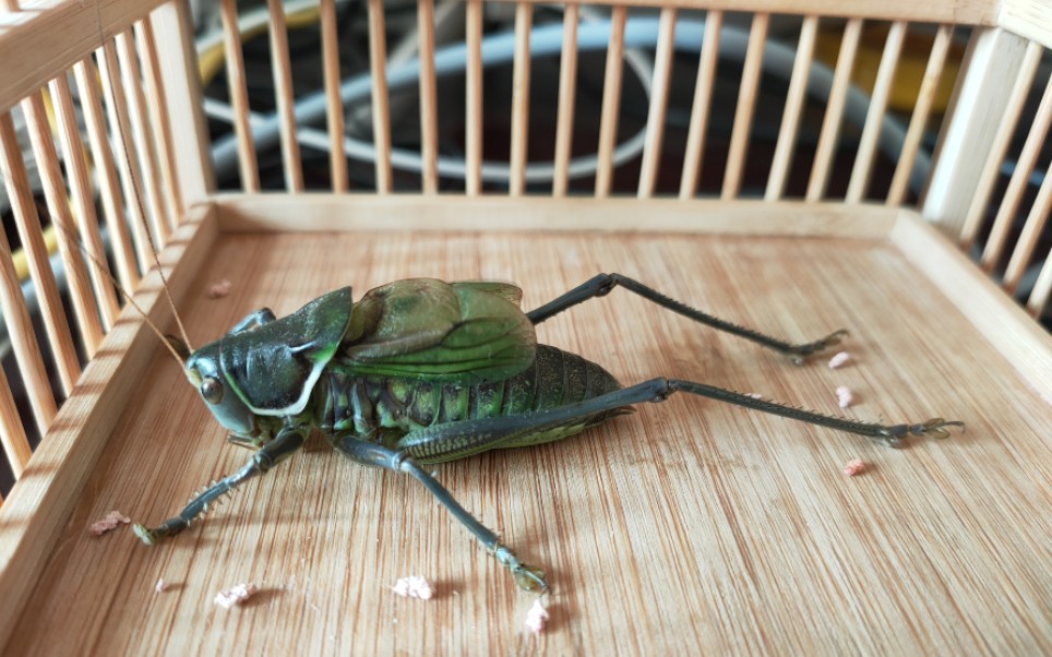 暴躁且呆萌的山青蝈蝈朝雾吃面包虫