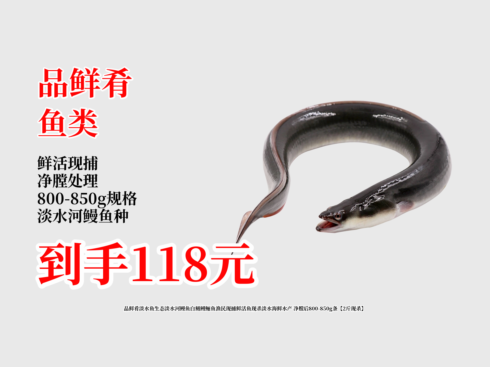 鲜活淡水河鳗鱼烦恼终结!