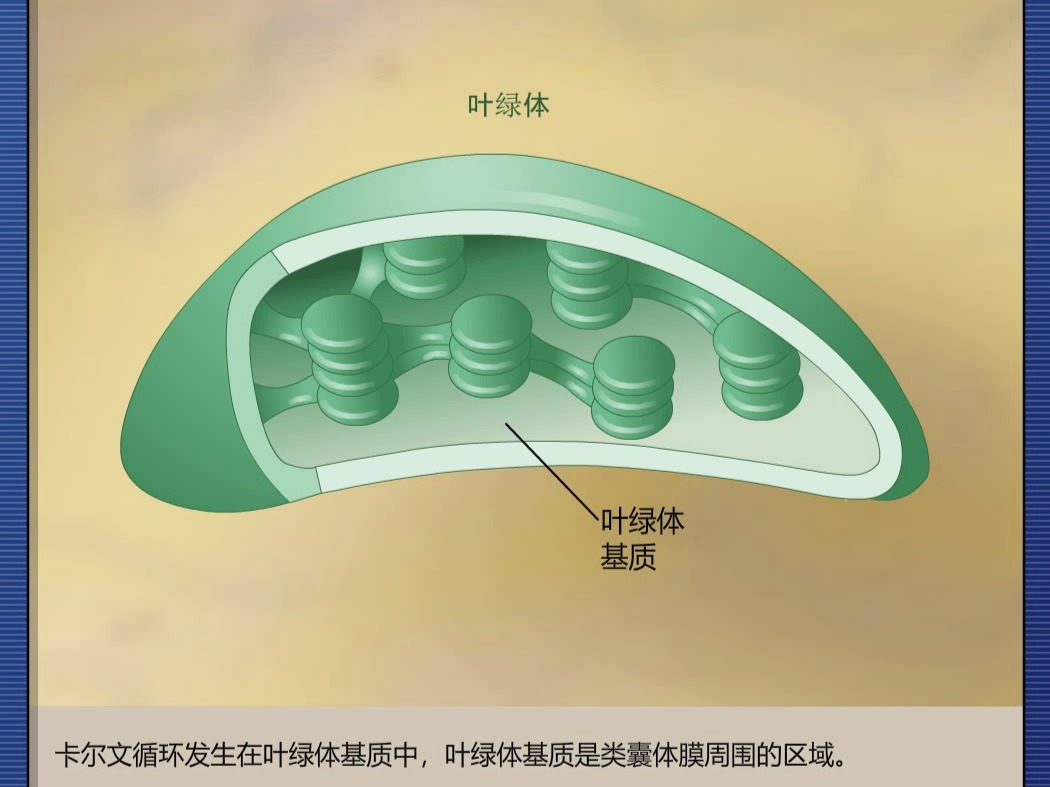 卡尔文循环原理哔哩哔哩bilibili