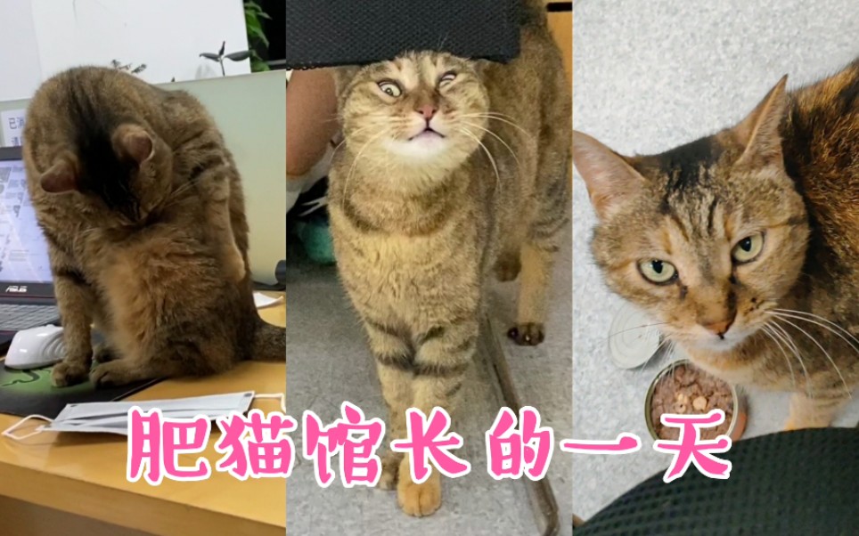 【同济猫咪日常】大学图书馆肥猫馆长的一天,朴实无华又枯燥哔哩哔哩bilibili