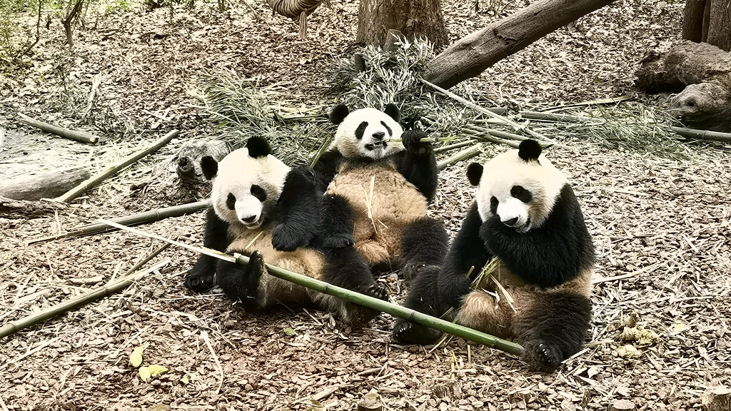活动  【成都熊猫基地】三只熊猫吃竹子