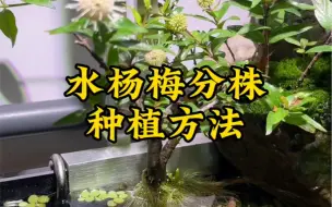 Download Video: 分享水杨梅分株种植方法，学会后不必天天去溪流边挖，在家就可以实现分株种植