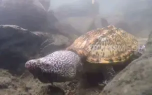 Video herunterladen: 野外拍摄墨西哥蛋龟 | Mexican musk turtle