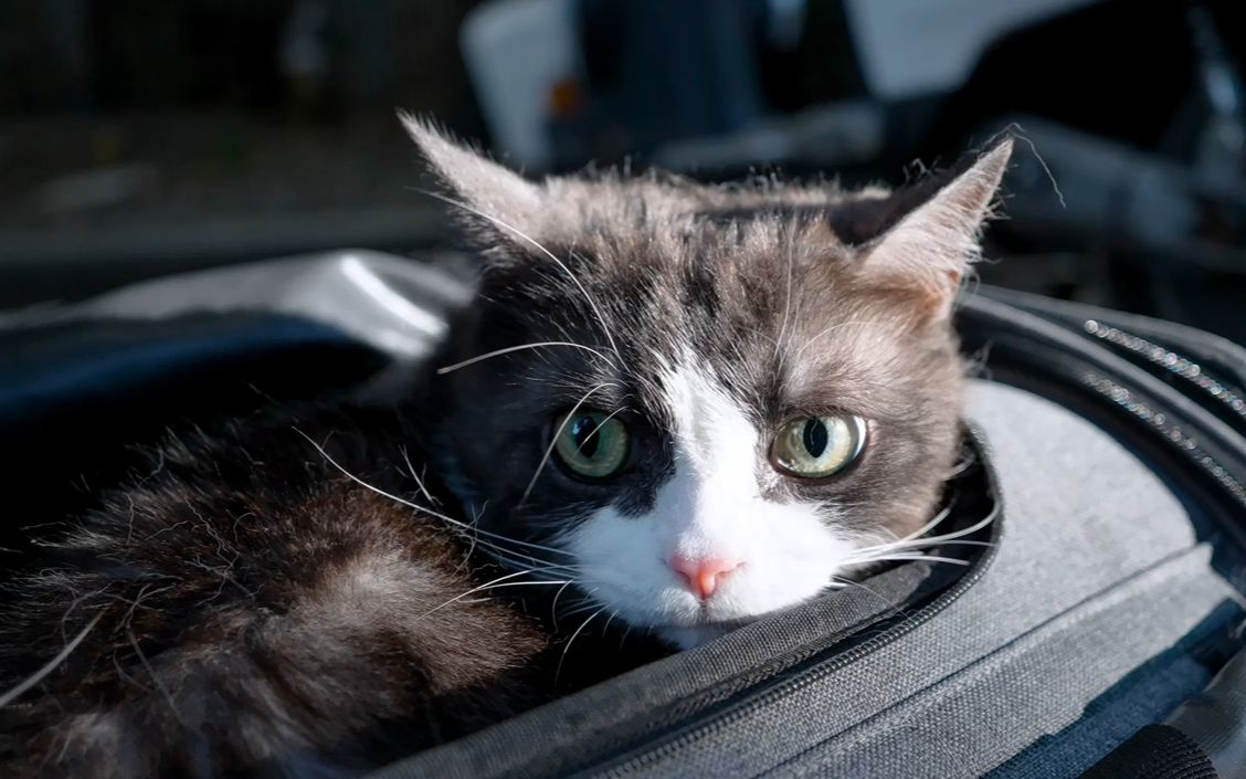 [4k60帧高清猫片] 带奶牛吉跋猫豚豚下楼遛弯儿