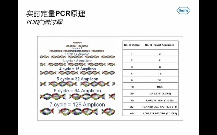 Roche实时荧光定量PCR基础知识介绍哔哩哔哩bilibili