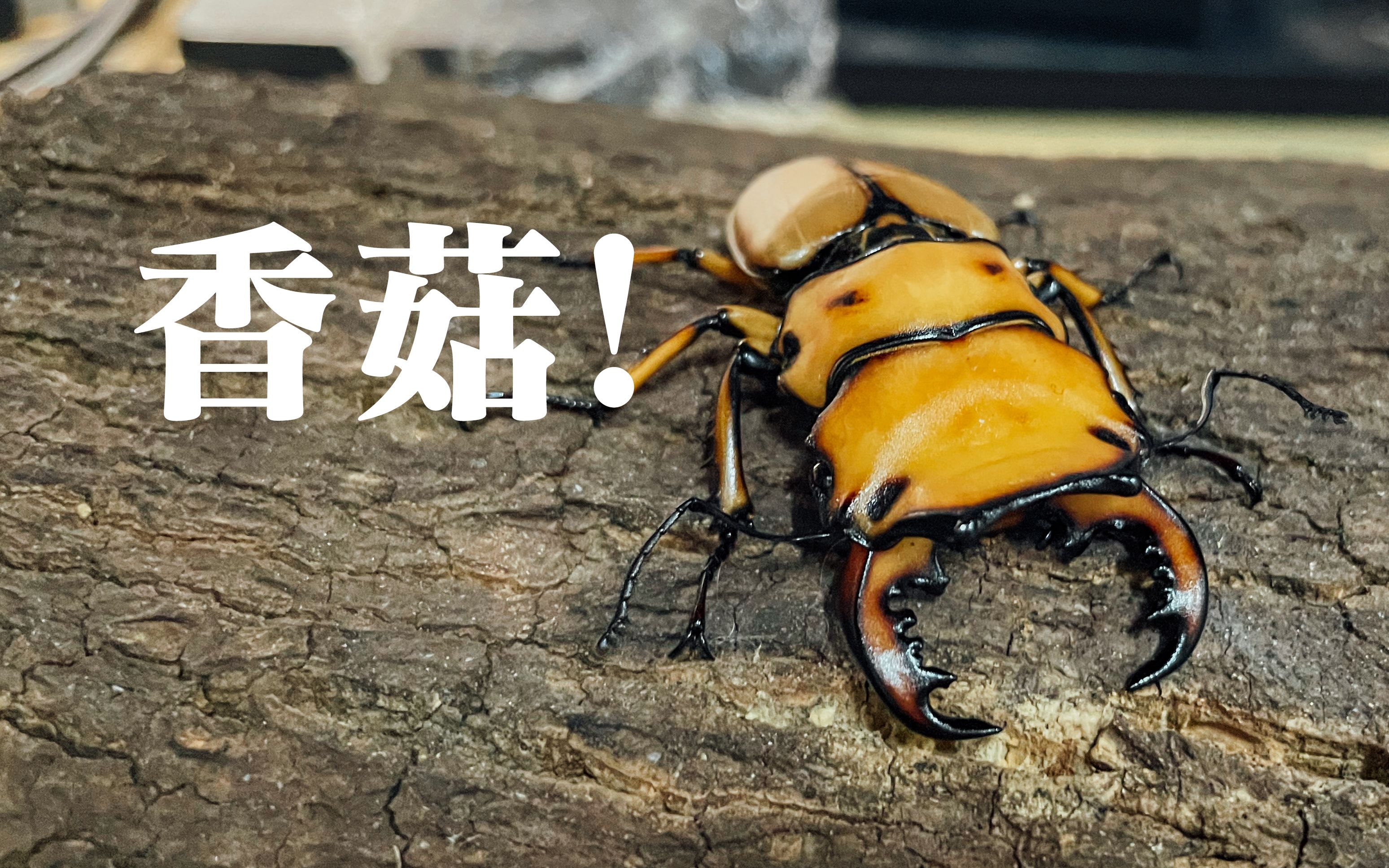 螃蟹锹甲奇怪的口器!