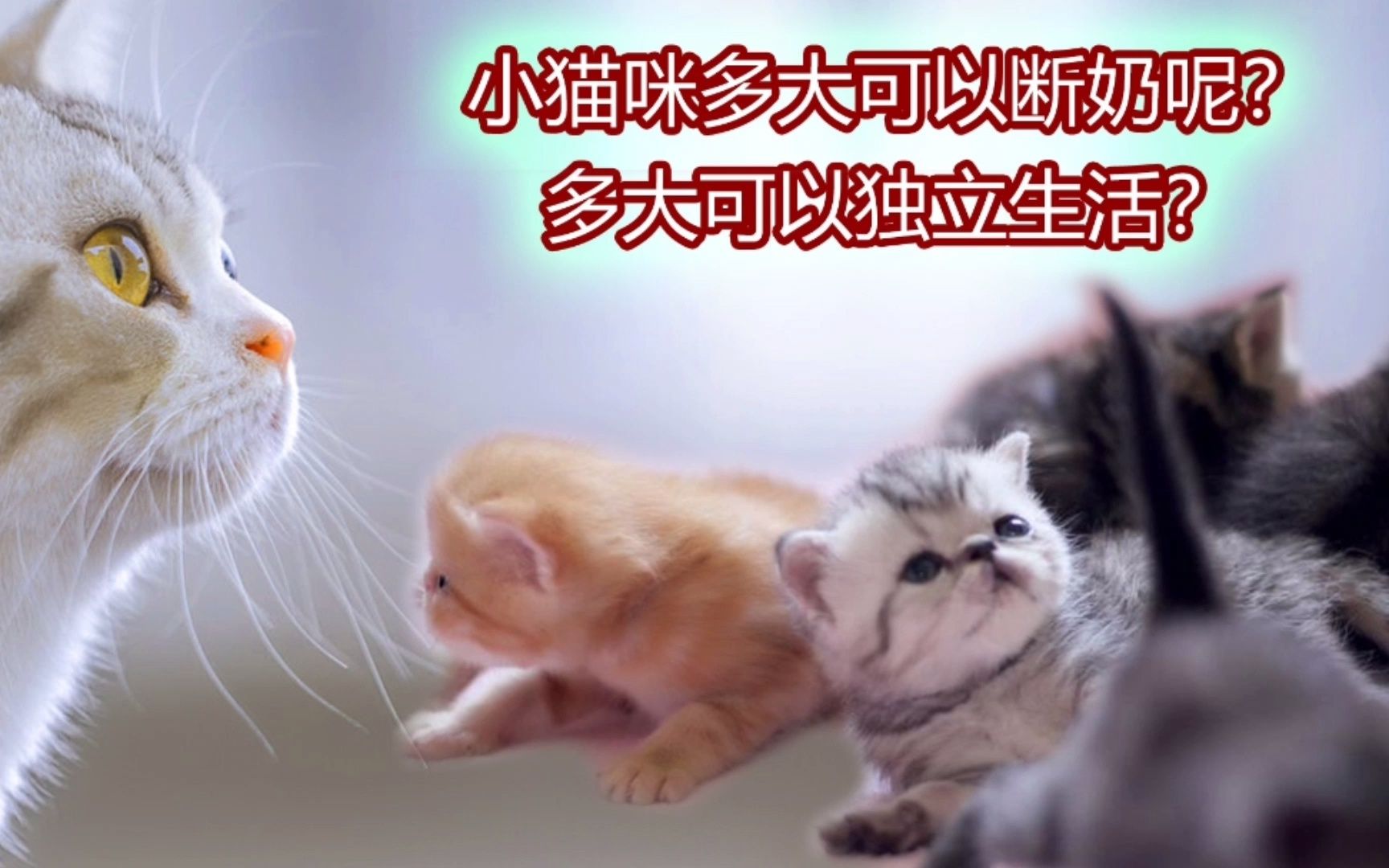 小猫咪多大可以断奶呢?多大可以独立生活?哔哩哔哩bilibili