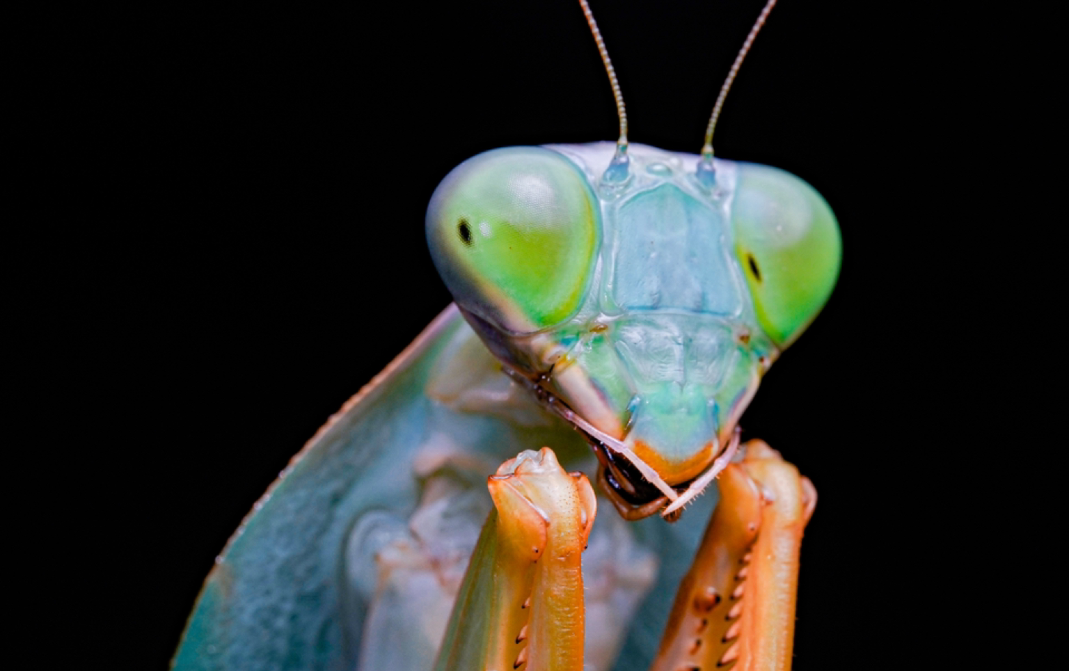 「micro beast」基菱背螳 | 捕食马岛蟑螂