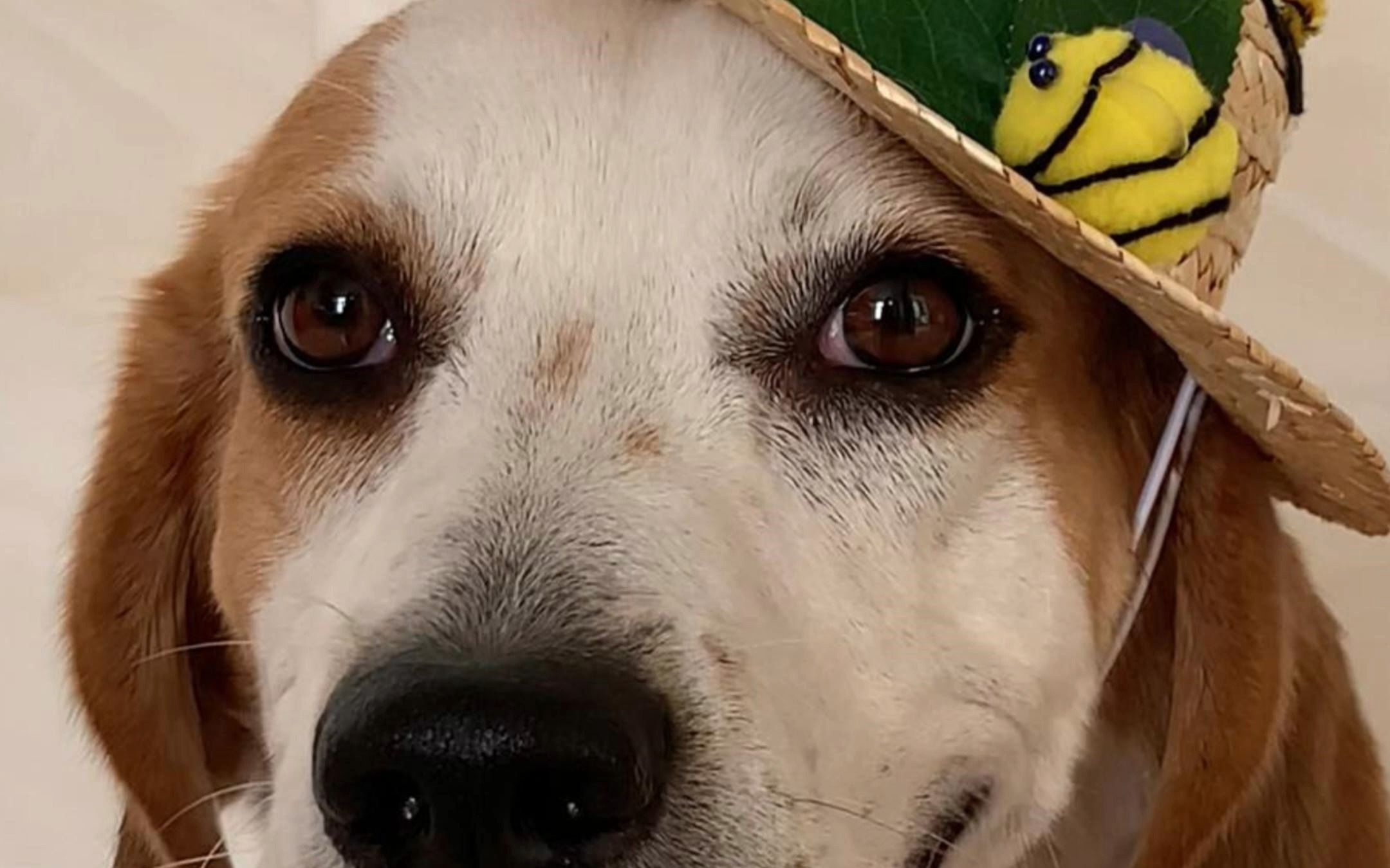 鉴定网络热门宠物比格犬,充电半小时待机一整天,有需要的闭眼都能入